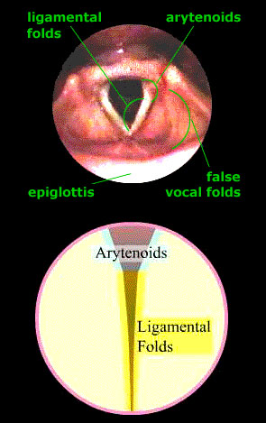 structure-of-larynx